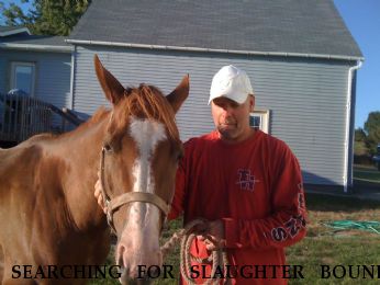 SEARCHING FOR SLAUGHTER BOUND HORSE Rio , Near Grant City, MO, 64459